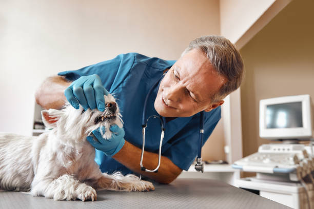 Best Emergency Broken Tooth Repair in Kenyon, MN
